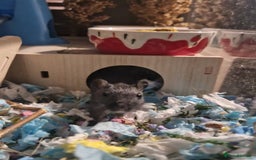 Gerbil rodents for sale: 3 gerbils & accessories for sale - Image 2