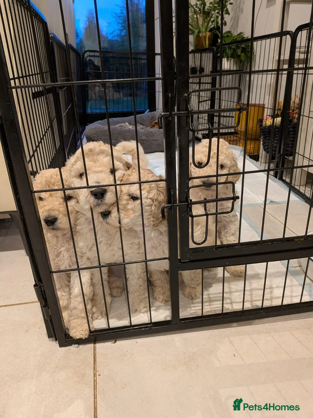 Standard Poodle dogs for sale: Standard poodle  in Hinckley - Advert 2