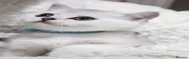 Nono