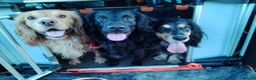 Cocker Spaniel dogs for stud: HEALTH TESTED PROVEN WORKING COCKER SPANIEL - Advert 5