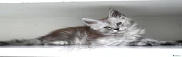 Maine Coon cats for sale: Beautiful Maine Coon kittens ( polydactyl)  - Advert 17