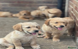 Golden Retriever dogs for sale: KC Registered Golden Retrievers puppies. - Image 15