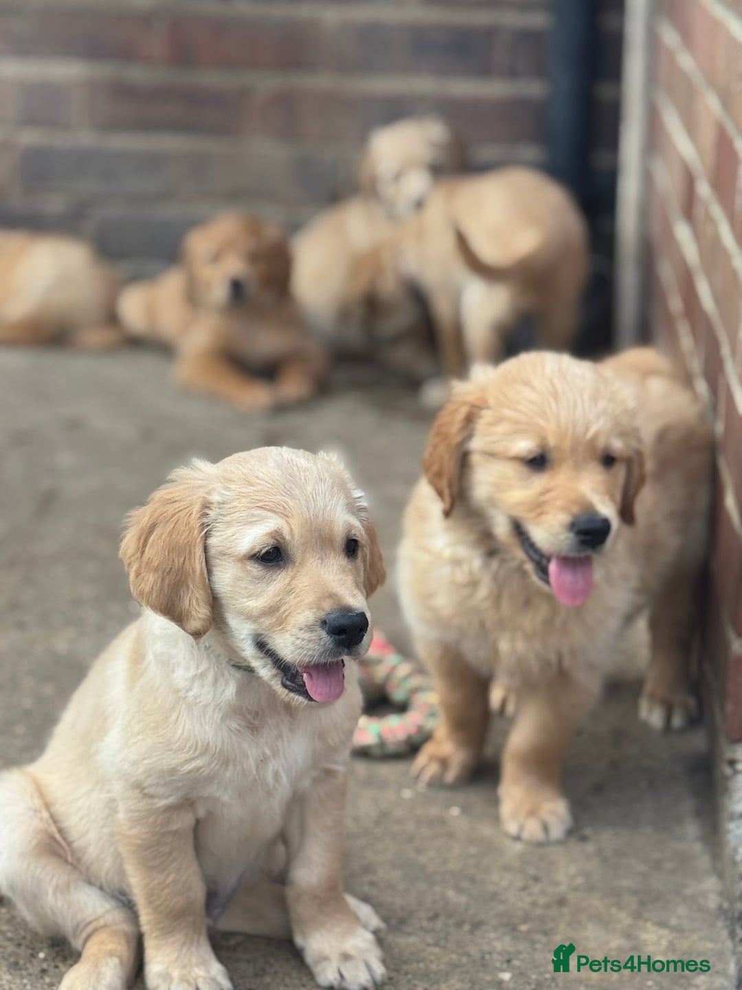 Golden Retriever dogs for sale: KC Registered Golden Retrievers puppies. - Image 15