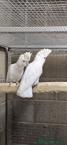 Cockatoo birds - Advert 4