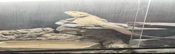 Bearded Dragon reptiles for sale: Bearded dragon with vivarium and full setup  in Manchester - Advert 4