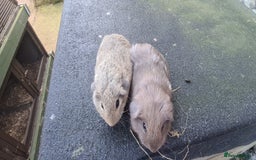 Guinea Pig rodents for sale: Pair of female smooth haired guinea pigs  - Image 7