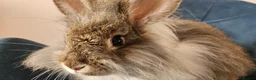 Angora rabbits for sale: ❤️Stunning full- face English Angora Babies❤️ - Advert 5