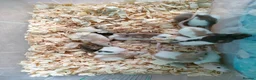 Rat rodents for sale: Baby hooded rats - Advert 3