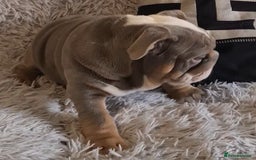 English Bulldog dogs for sale: K c reg English Bulldog pup - Image 6