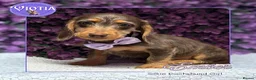 Miniature Dachshund dogs for sale: READY NOW Beautiful Mini Dachshund Puppies ⭐ - Advert 3