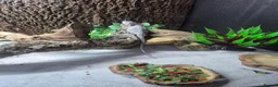 Bearded Dragon reptiles for sale: Hypo Trans Zero bearded dragon + full set up in Winchester - Advert 4