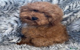 Toy Poodle dogs for sale: Red KC Toy Poodle Puppies. Ready Now!!  - Image 5