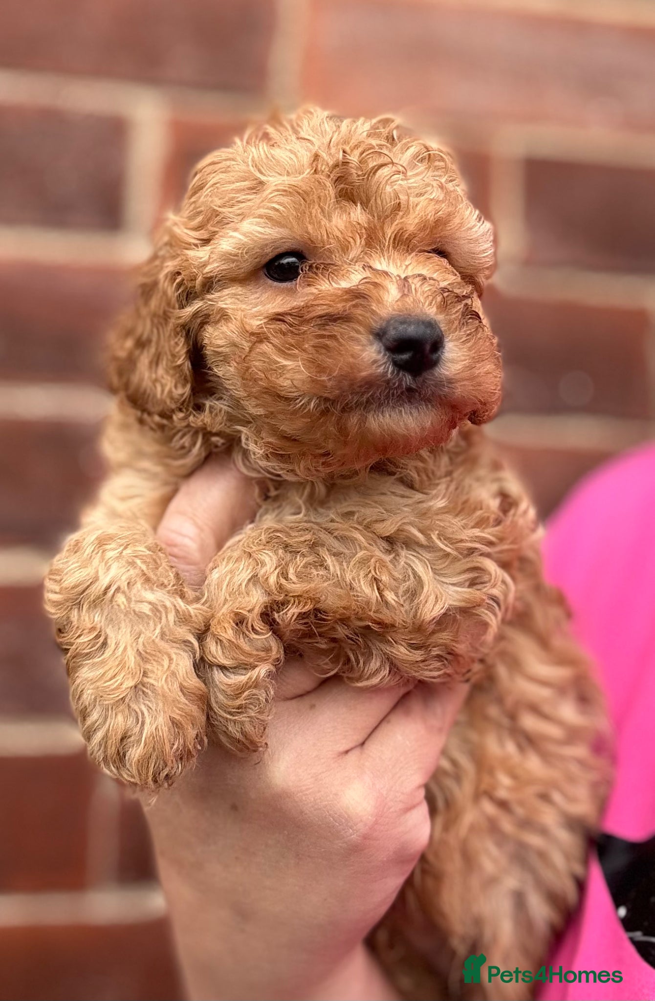 Cavapoo dogs 2 stunning male puppies available  - Advert 16