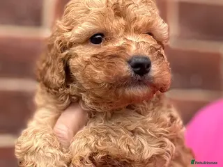 Cavapoo dogs 1 Stunning red male ready to leave soon - Advert 5