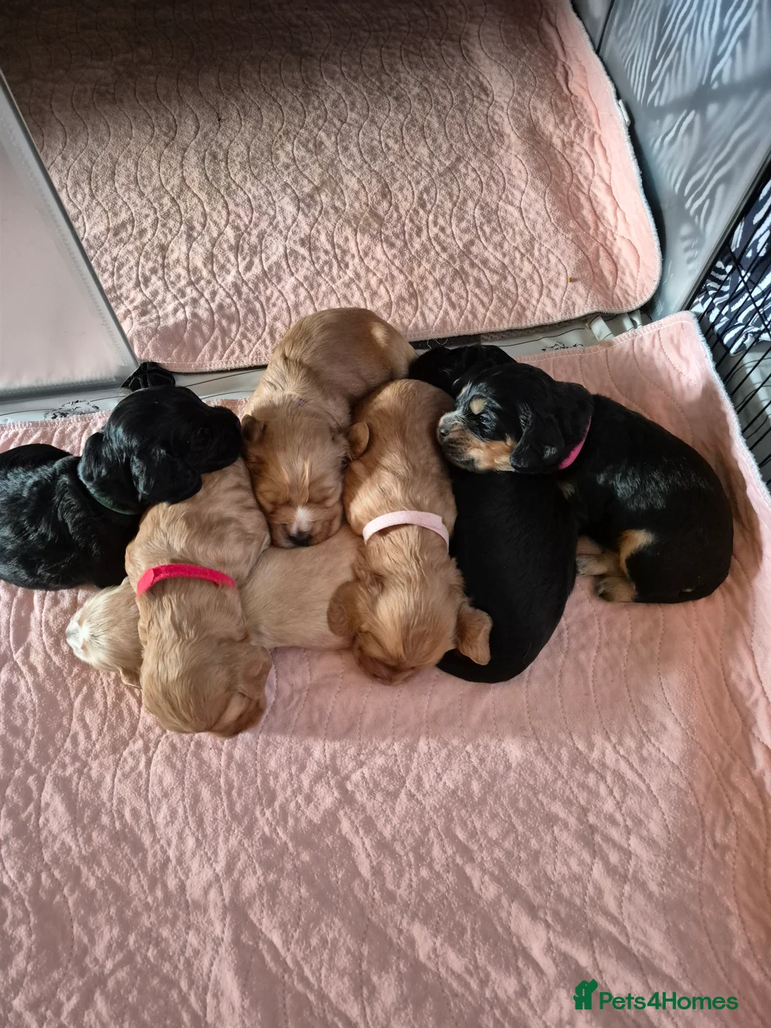 American Cocker Spaniel dogs for sale: Cocker Spaniel puppies for sale - Advert 3