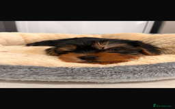 Yorkshire Terrier dogs for sale: Yorkshire terrier puppies  - Image 8