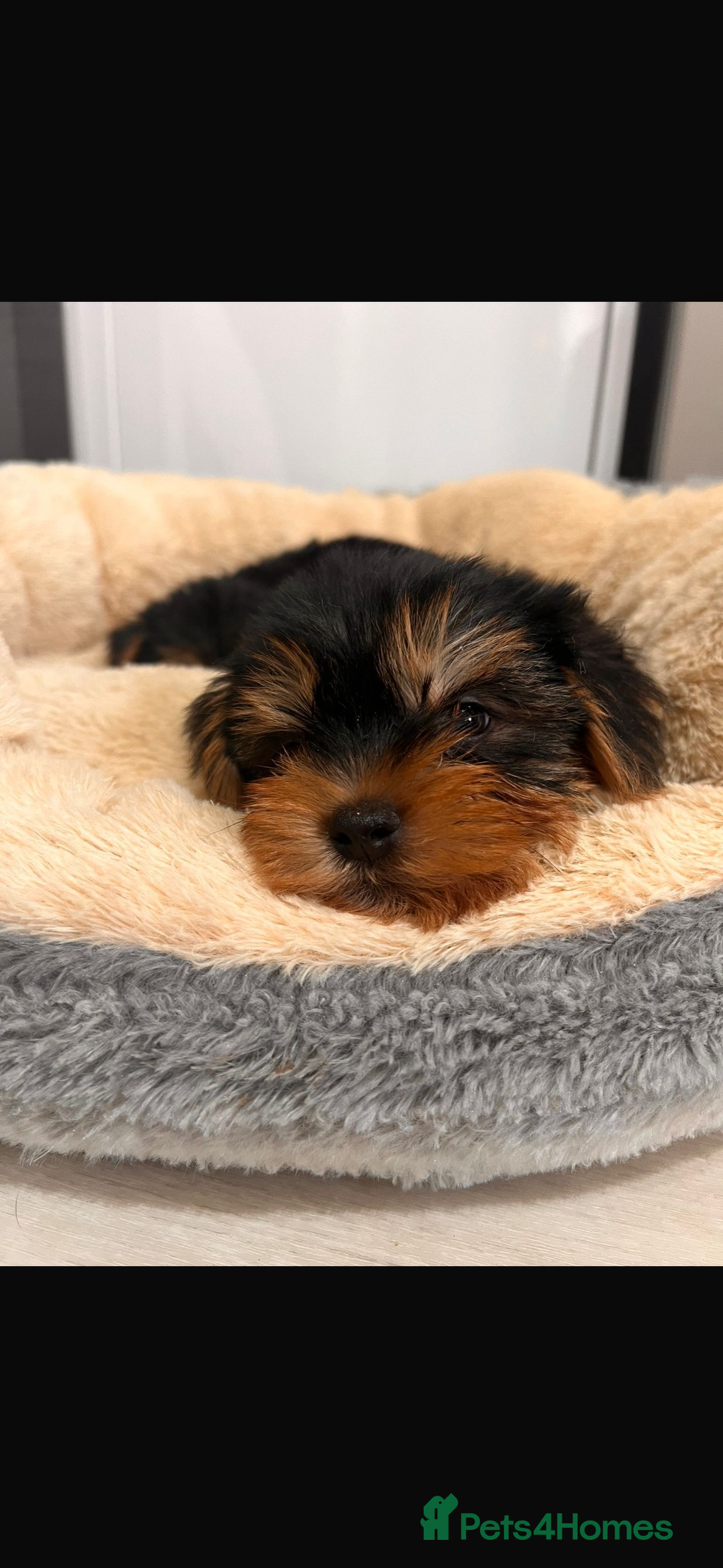 Yorkshire Terrier dogs for sale: Yorkshire terrier puppies  - Image 8