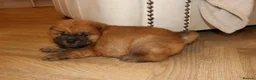 Chow Chow dogs for sale: 🧸 beautiful KC REGISTERED chow chow puppies 🧸 - Advert 3