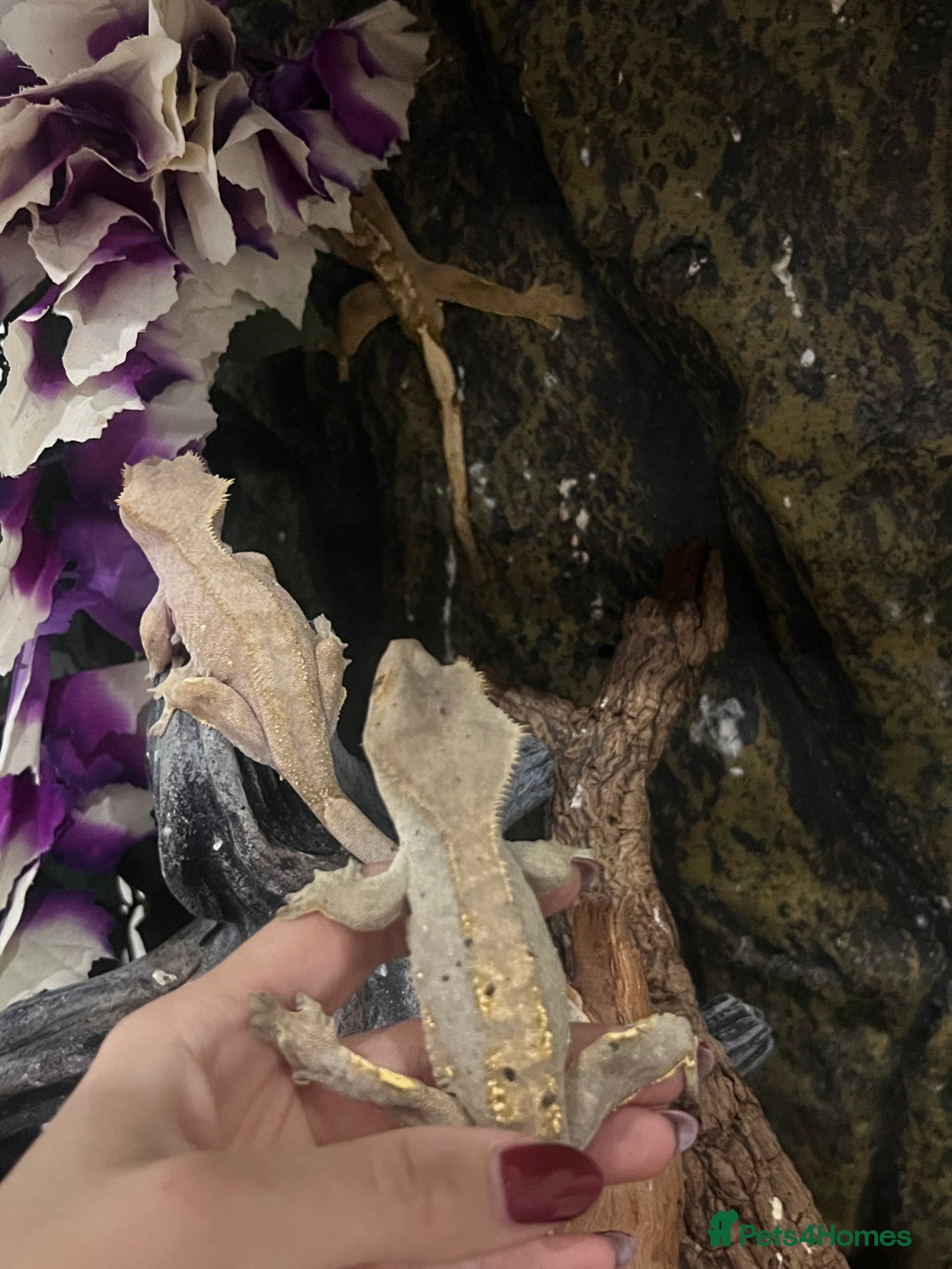 Gecko reptiles for sale: 3 x Crested Geckos and Exo Terra Viv - Advert 9