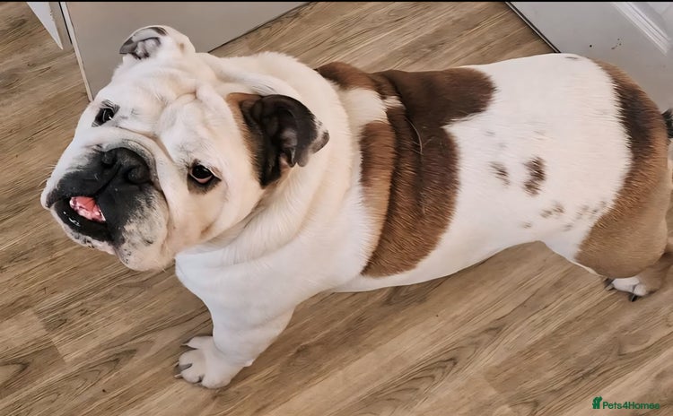 English Bulldog dogs - Advert 1