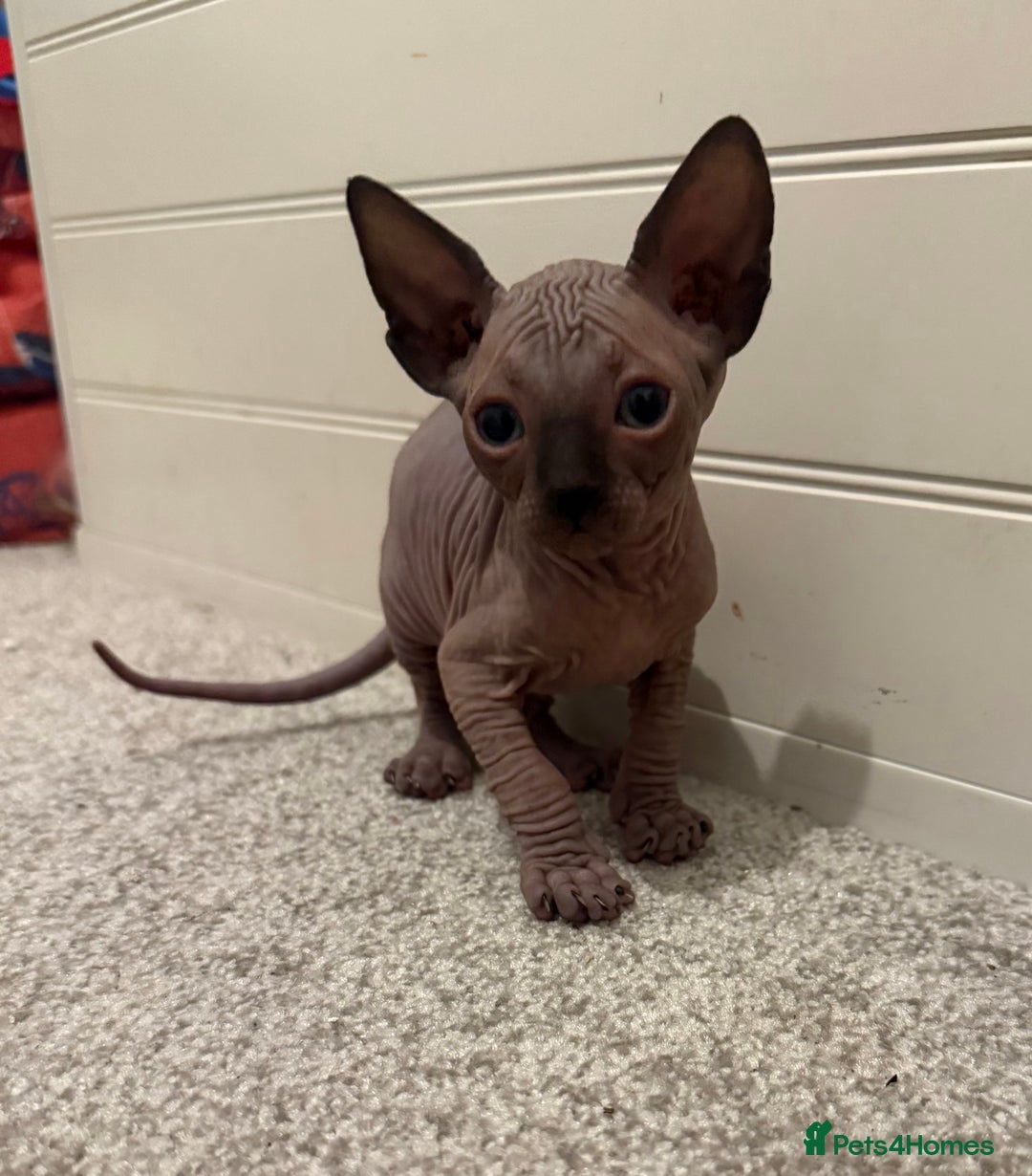Sphynx cats for sale: Beautiful baby Sphynx  - Advert 3