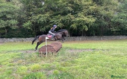 Irish Thoroughbred horses for sale:  SUPER SAFE SCHOOL MASTER  - Image 5