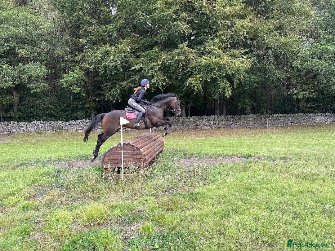 Irish Thoroughbred horses for sale:  SUPER SAFE SCHOOL MASTER  - Image 5