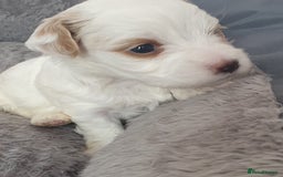 Maltipoo dogs for sale: 6 Pedigree Club registered Maltipoo puppies - Image 12