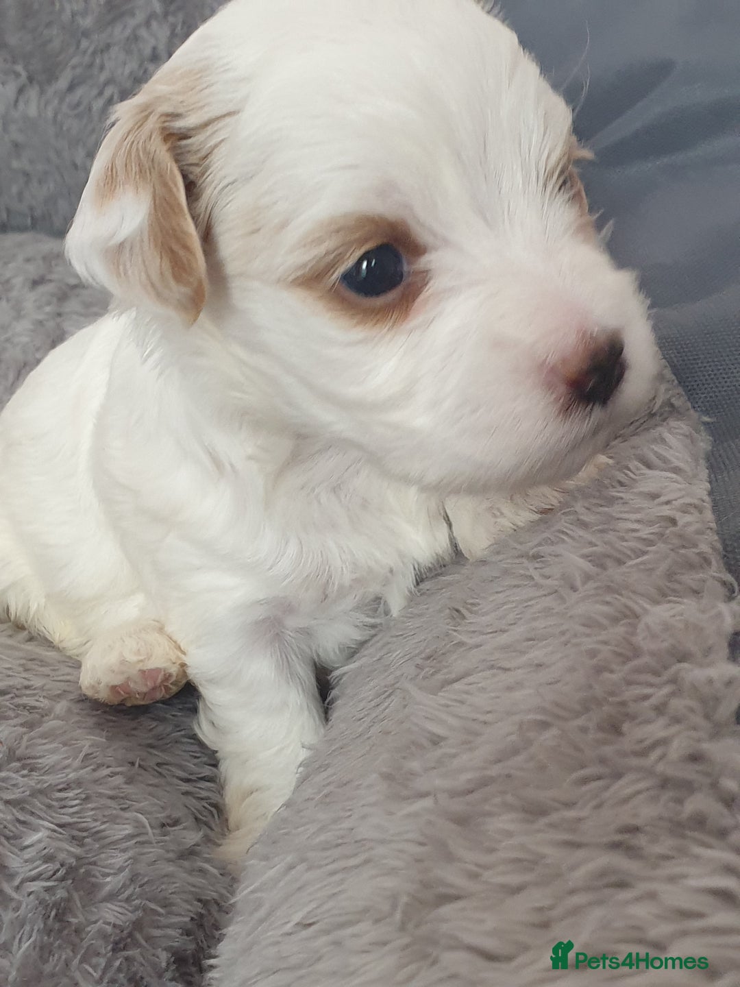 Maltipoo dogs for sale: 6 Pedigree Club registered Maltipoo puppies - Image 12