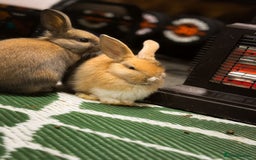 Mini Lop rabbits for sale: Mini Lops & H/LopxLion nearly7w Read description) - Image 7