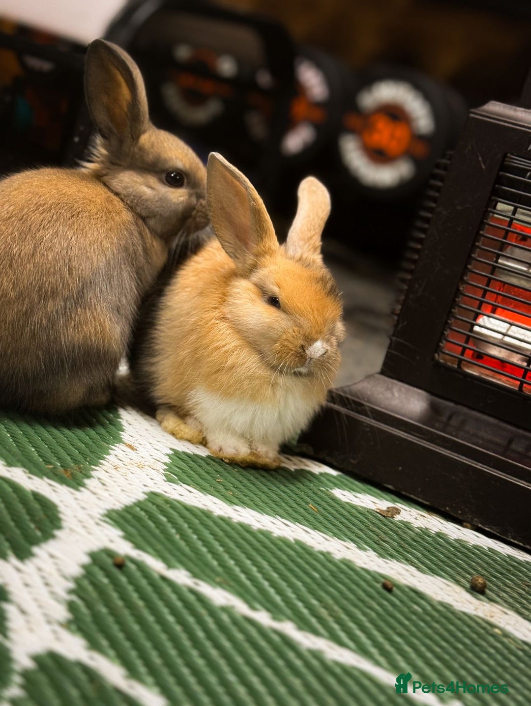 Mini Lop rabbits for sale: Mini Lops & H/LopxLion nearly7w Read description) - Image 7