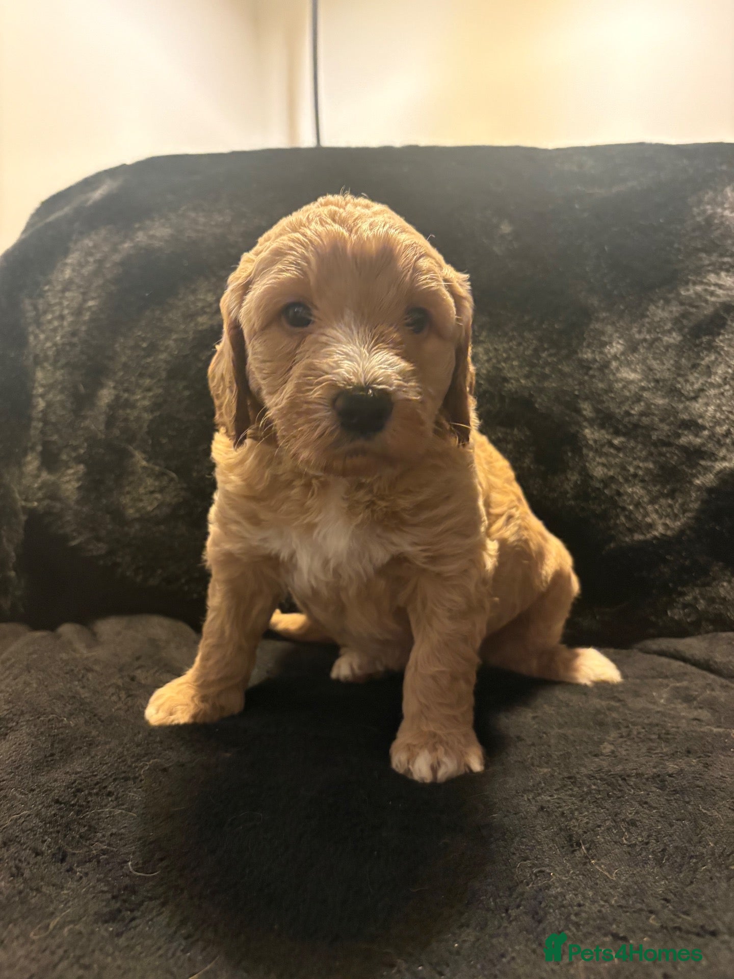 Labradoodle dogs Beautiful F1B Labradoodle Puppies  - Advert 7