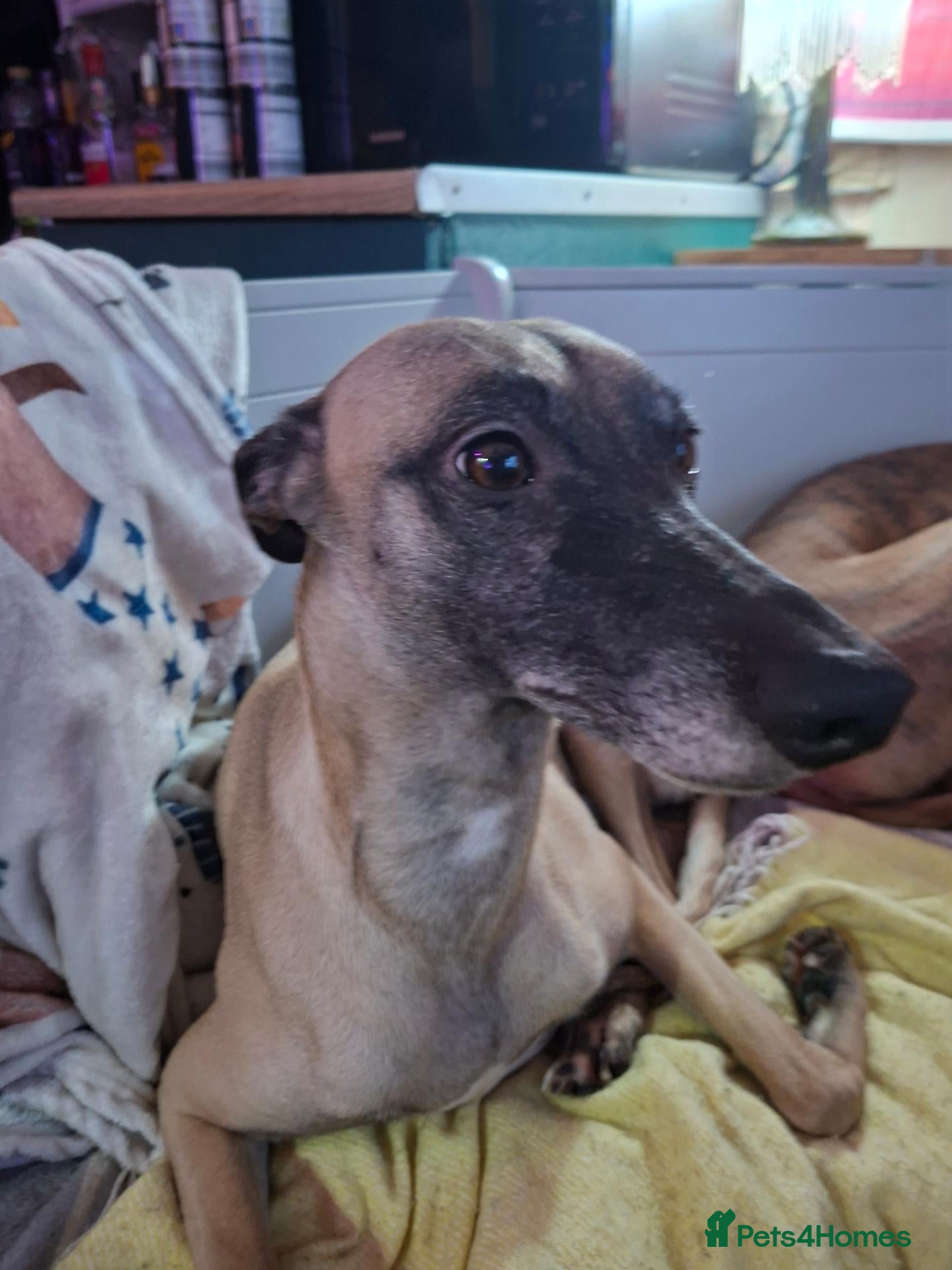 Whippet dogs for sale: Beautiful Whippet Puppies  - Advert 14