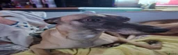 Whippet dogs for sale: Beautiful Whippet Puppies  - Advert 1