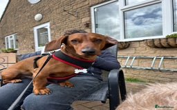 Dachshund dogs for stud: Gorgeous young Male MILO  - Image 5