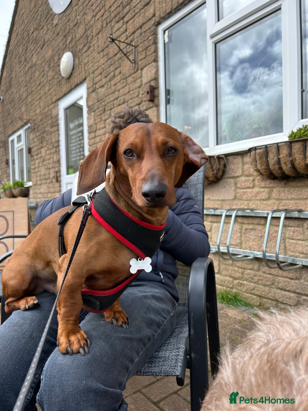 Dachshund dogs for stud: Gorgeous young Male MILO  - Image 5