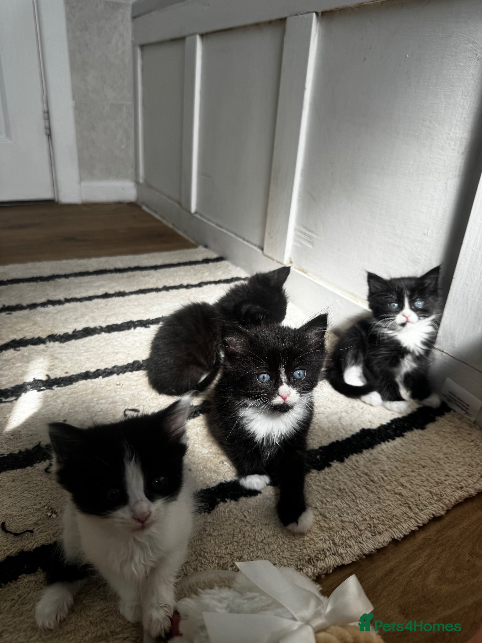 Norwegian Forest Cat cats mix norwegian kitten ready to go  - Advert 6