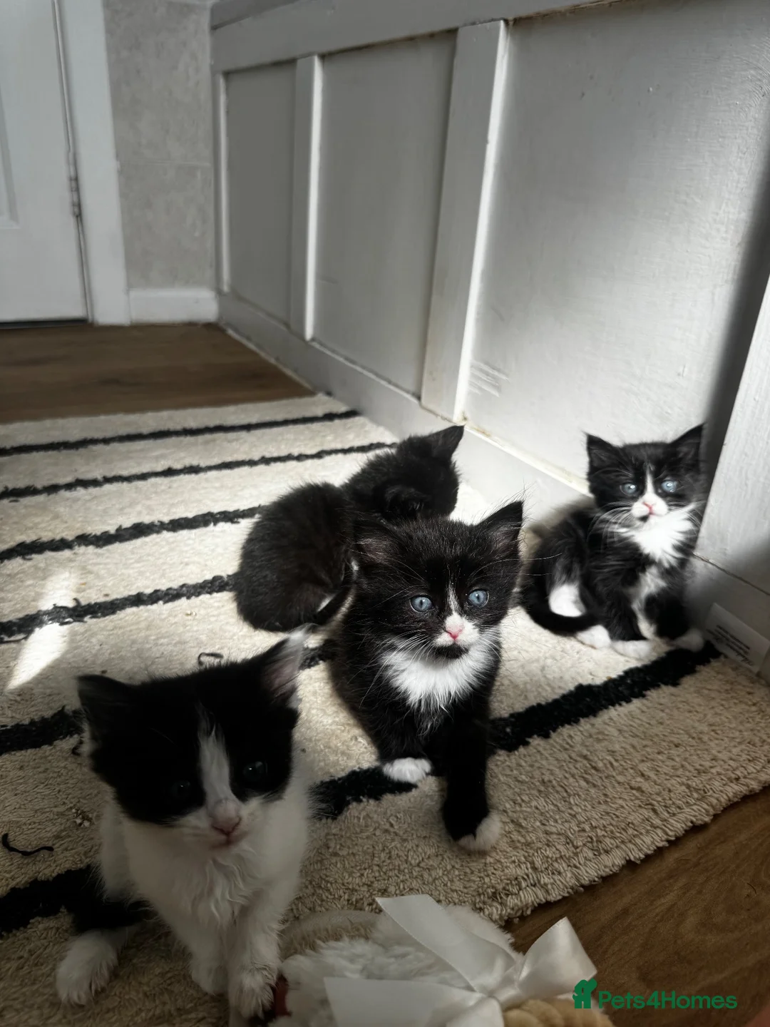 Norwegian Forest Cat cats for sale: mix norwegian kitten ready to go  - Advert 1