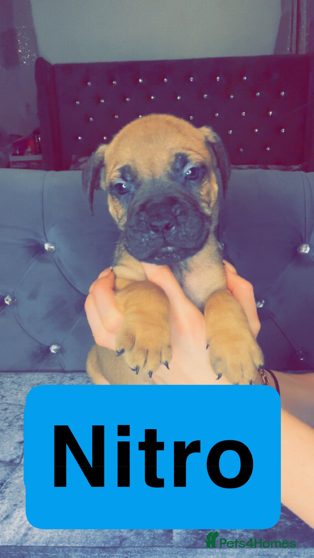Mixed Breed dogs for sale: Mastiff puppies - Advert 32