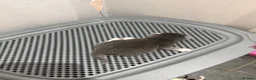 Mixed Breed cats for sale: Four beautiful kittens - Advert 6