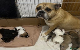 Old Tyme Bulldog dogs for sale: Old Tyme Bulldog puppies for sale - Image 7