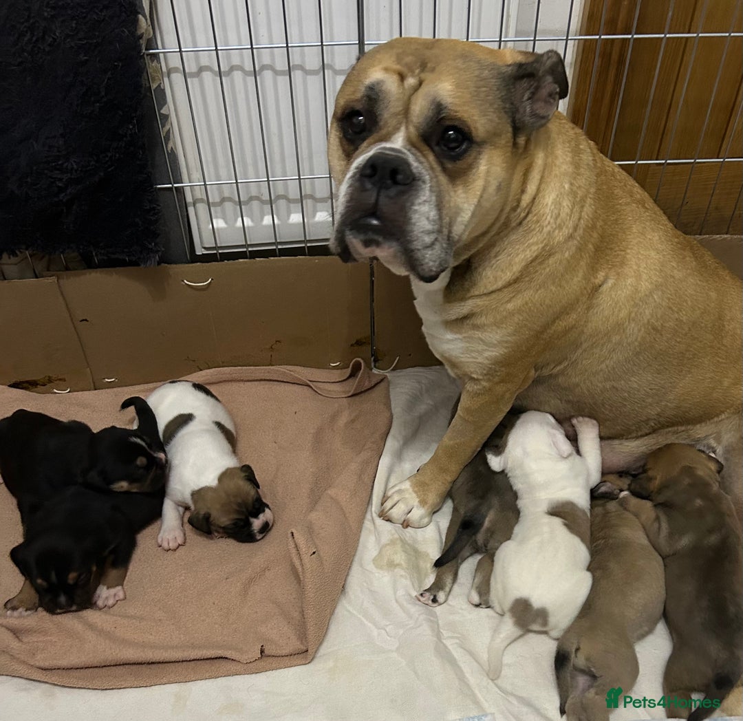 Old Tyme Bulldog dogs for sale: Old Tyme Bulldog puppies for sale - Image 7