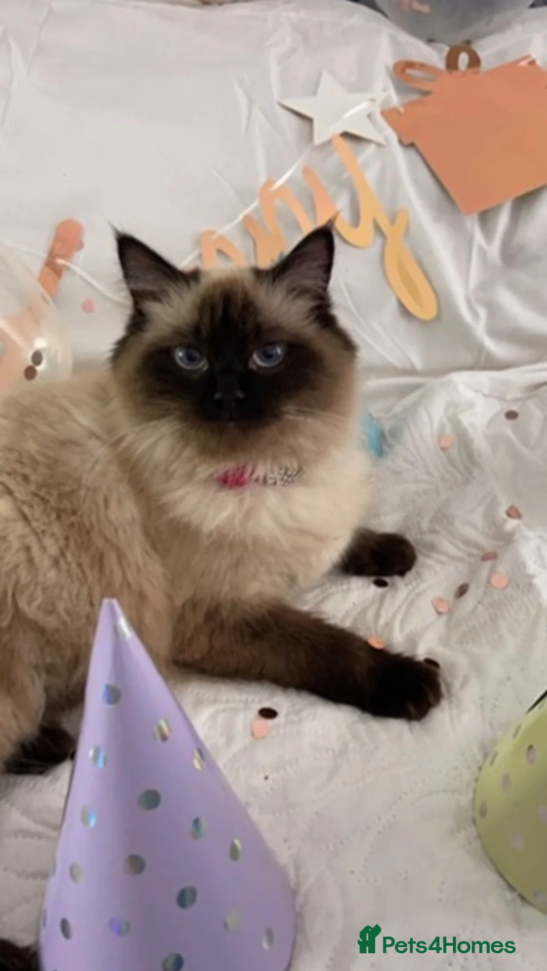 Ragdoll cats for sale: Ragdoll/ mixed  - Advert 1