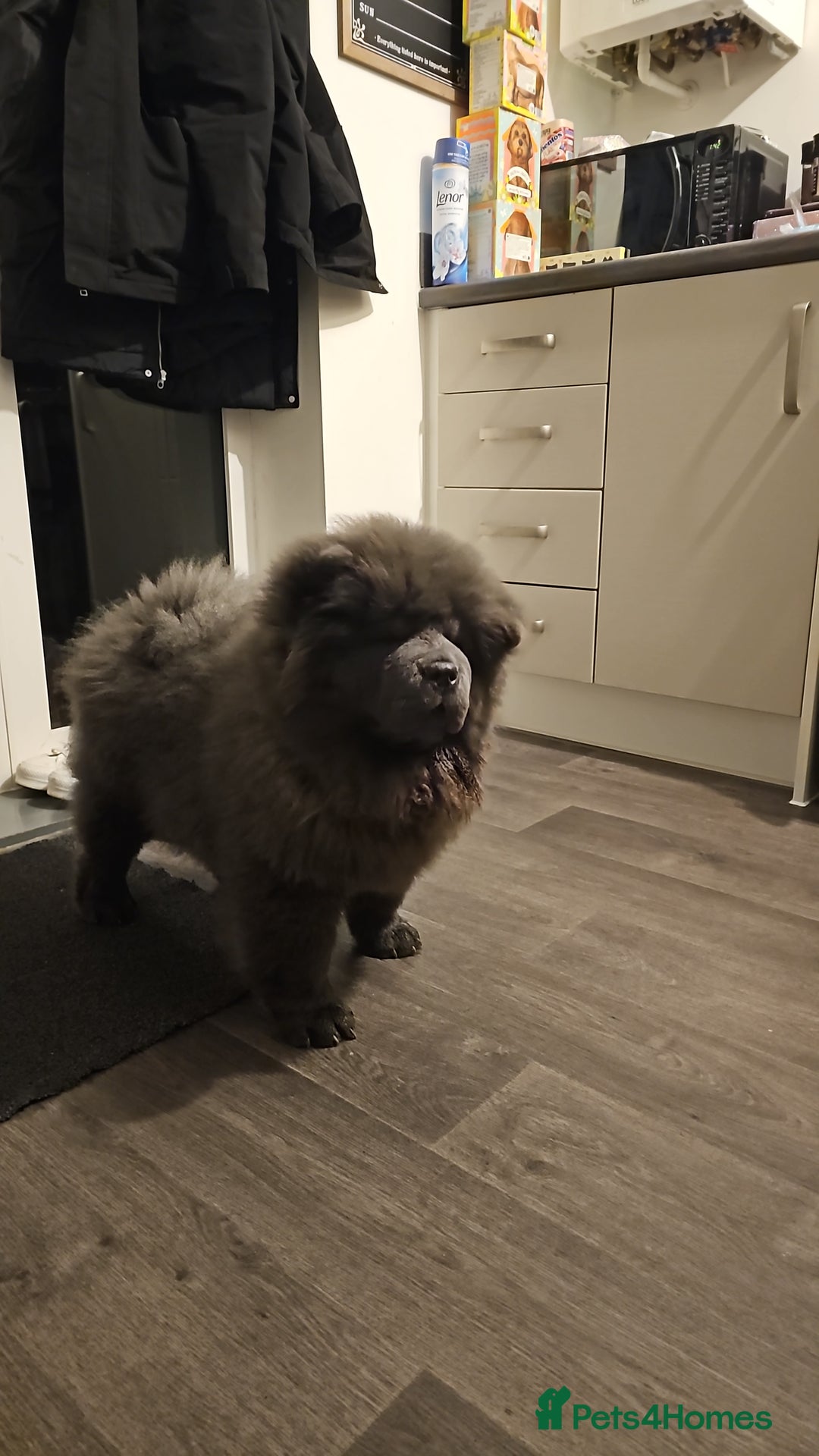 Chow Chow dogs for sale: Chow chow  - Image 14