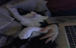 Domestic Shorthair cats for sale: Beans - Image 9