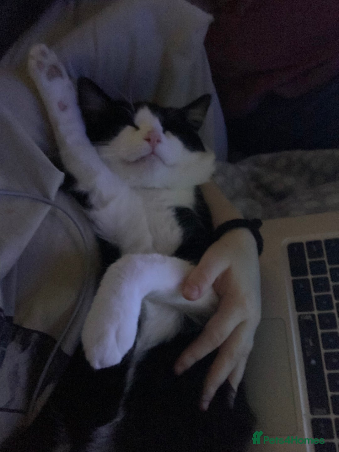 Domestic Shorthair cats for sale: Beans - Image 9