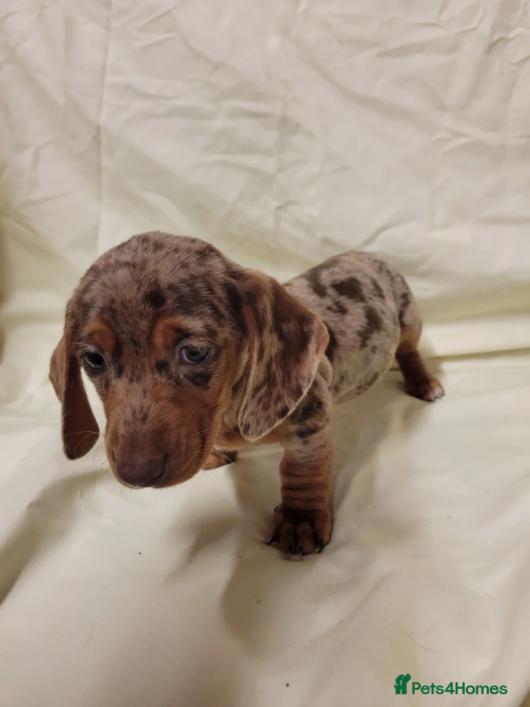 Miniature Dachshund dogs for sale: Miniature Dachshund Puppies for Sale - Advert 6
