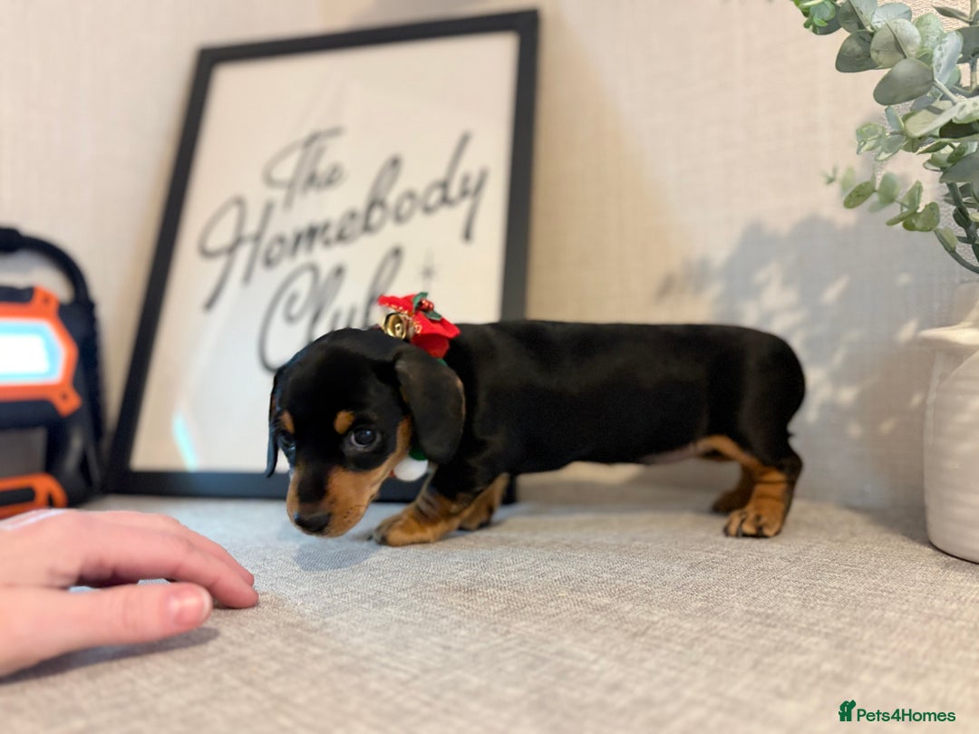Miniature Dachshund dogs for sale: Miniature Dachshunds dapple. KC reg 4th Jan - Advert 28