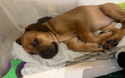 Mixed Breed dogs for sale: STAFFWEILERS LAST 2 GIRLS e Cream and d CARRIERS - Image 26