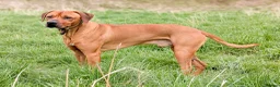 Rhodesian Ridgeback dogs for stud: Pedigree - Champion Bloodline - Ideal Temperament in Barnoldswick - Advert 3